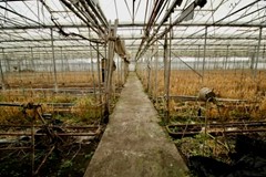 Tuinbouwbedrijf Achterdiep NZ Sappemeer foto 8.jpeg